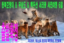 동북호랑이