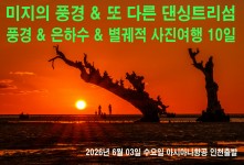 댄싱트리 투