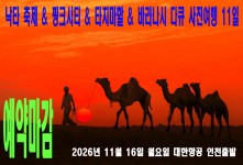 낙타 축제 & 핑크시티 & 타…