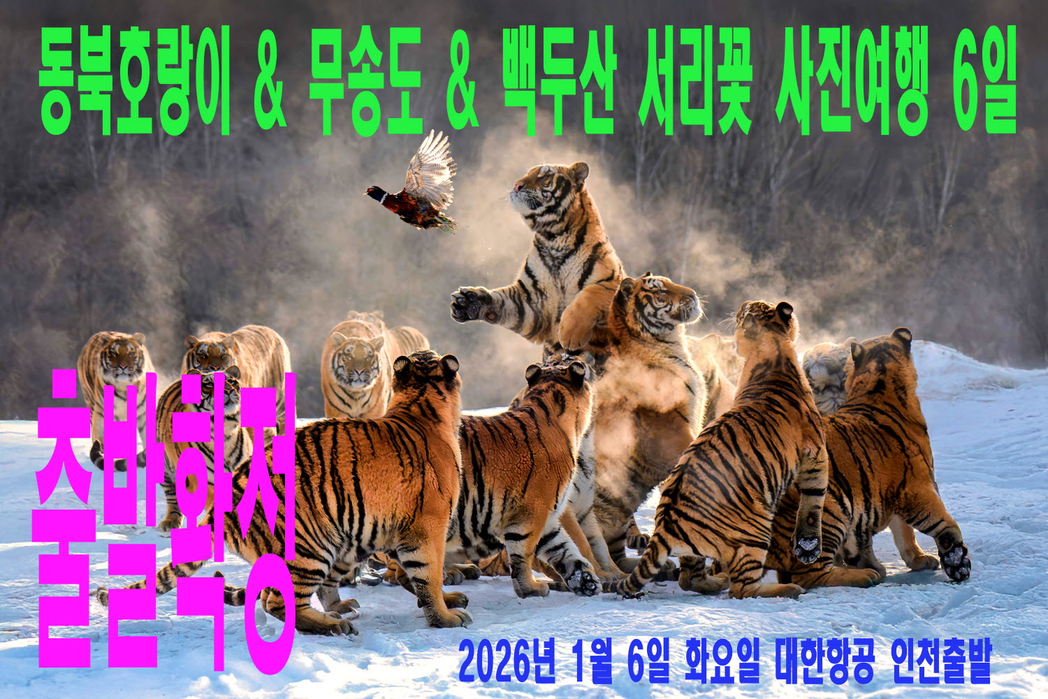 동북호랑이